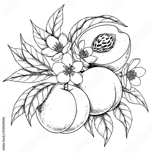 Peach Fruits with Leaves and Flowers Doodle Illustration – Hand-Drawn Black and White Line Art on Transparent Background