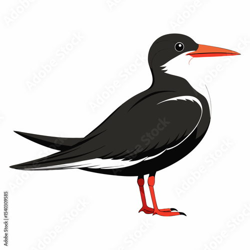 Black Skimmer black bird vector silhouette illustration on white background