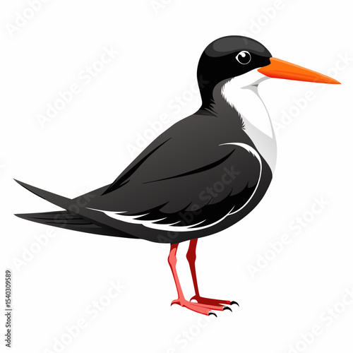 Black Skimmer black bird vector silhouette illustration on white background