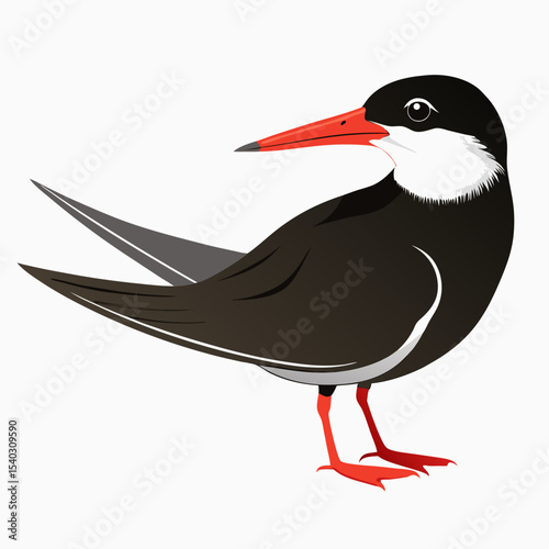 Black Skimmer black bird vector silhouette illustration on white background