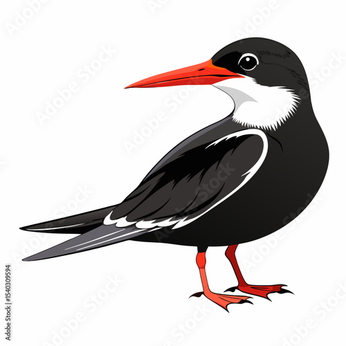 Black Skimmer black bird vector silhouette illustration on white background