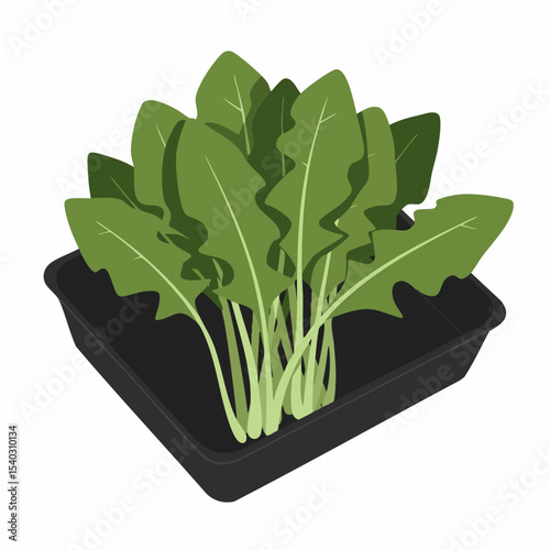 Freshly Grown Dandelion Greens in a Black Rectangular Planter.
