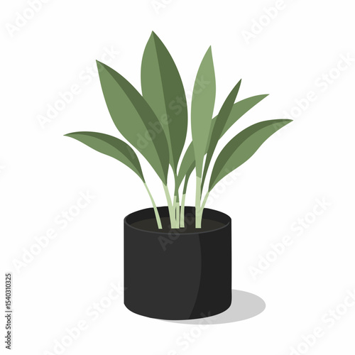 Stylish Green Houseplant in a Black Pot
