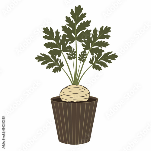Potted Parsnip Plant with Lush Green Foliage