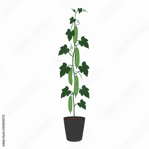 Lush Angled Angled Loofah Plant in Pot with Multiple Fruits
