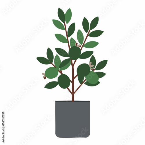 Simple Illustration of a Feijoa Plant in a Dark Gray Pot