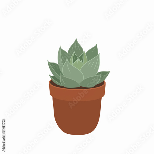 A Charming Succulent in a Terracotta Pot