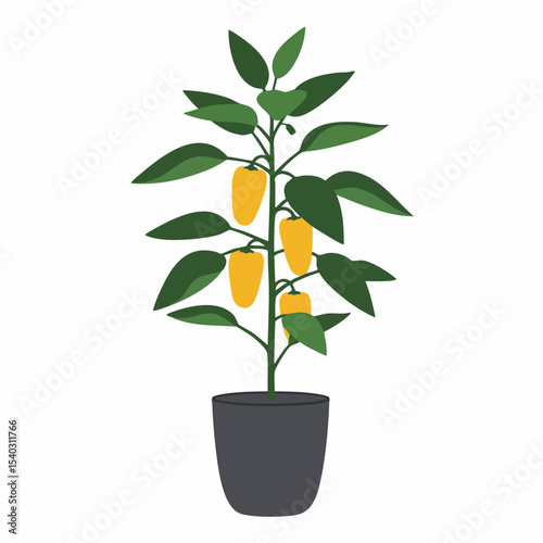 Potted pepper plant with ripe yellow peppers and lush green leaves