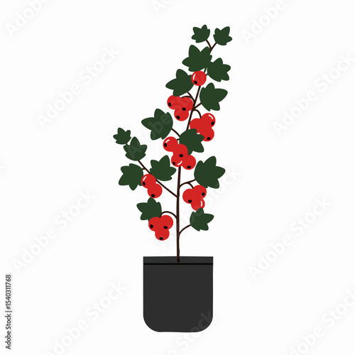 Red Currant Plant in Black Pot: Vibrant Berries and Lush Green Foliage