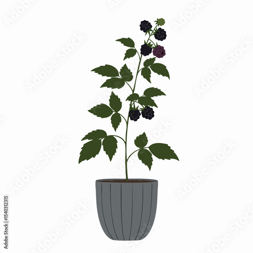 Detailed Illustration of a Potted Blackberry Plant with Ripe Berries