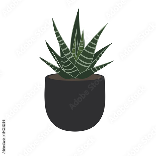 Striking Haworthia Attenuata in Dark Pot, Minimalist Illustration