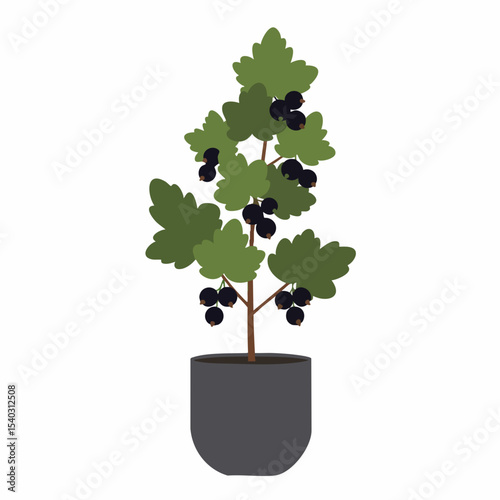 Blackcurrant Bush in Grey Pot: Vibrant Green Foliage and Ripe Berries
