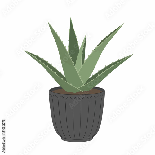 Aloe Vera Plant in Dark Grey Ribbed Pot