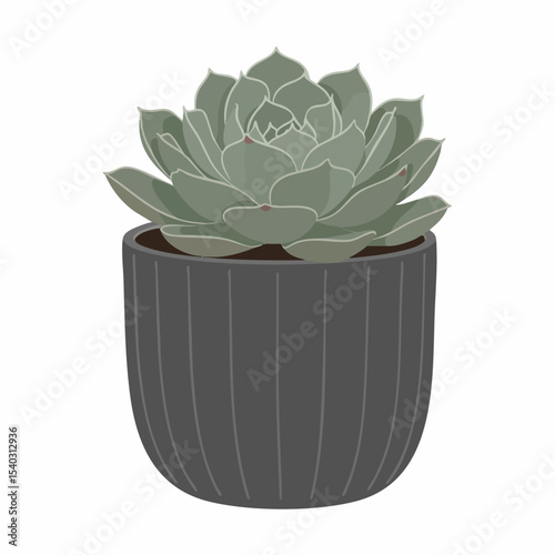 Stylized Echeveria Succulent in a Dark Gray Ribbed Pot, Vector Illustration