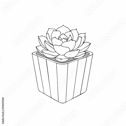 Line Art Echeveria Succulent in Square Pot