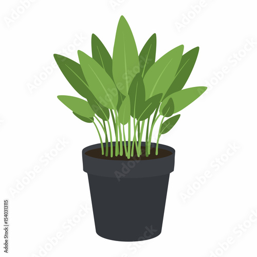 Lush green plant with pointed leaves in a dark gray pot, indoor botanical illustration