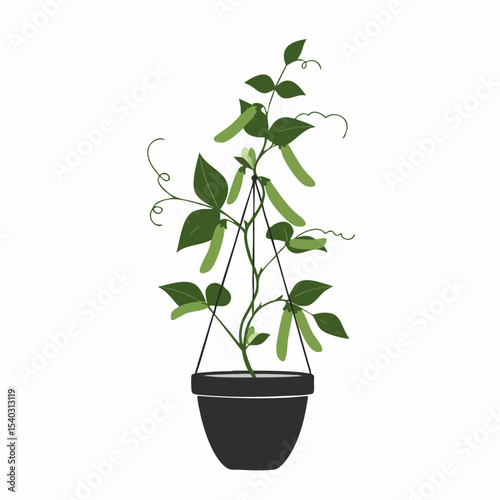 Hanging potted pea plant with dark green leaves and light green pea pods