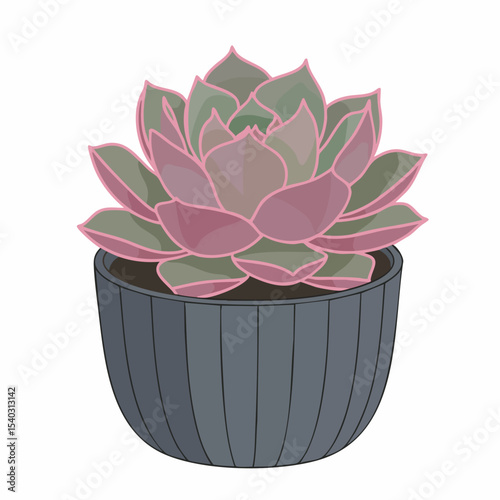 Pink and Green Echeveria Succulent in a Gray Pot