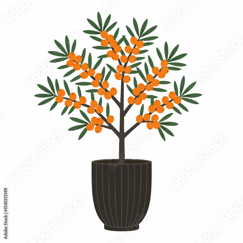 Potted Sea Buckthorn Tree with Abundant Orange Berries