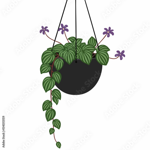 Hanging Planter with Peperomia and Purple Flowers