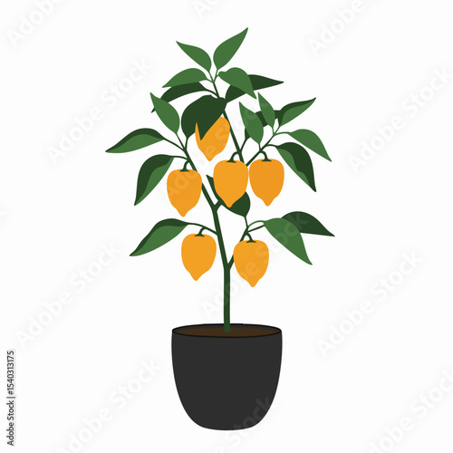 Potted habanero pepper plant with vibrant orange peppers and lush green leaves