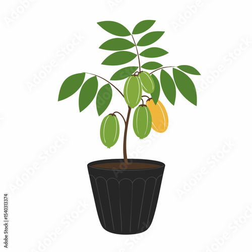 Detailed Illustration of a Potted Star Fruit Plant with Green and Yellow Fruits