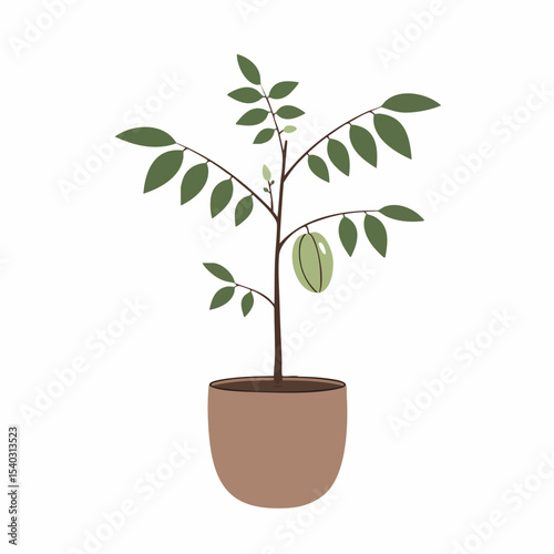 Illustrated Starfruit Plant in Brown Pot