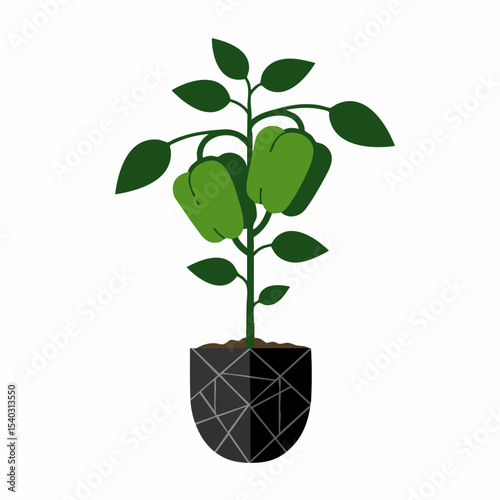Green Bell Pepper Plant in Geometric Pot