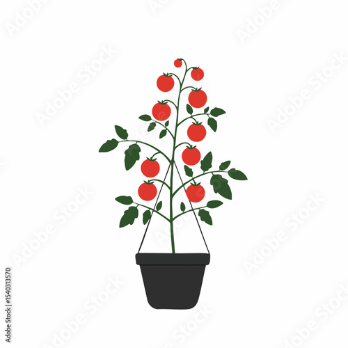 Abundant Cherry Tomato Plant in Hanging Pot