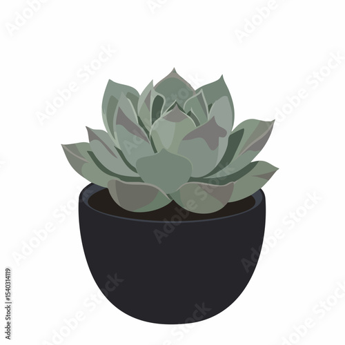 Echeveria Succulent in a Sleek Black Pot