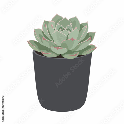 Echeveria Succulent in a Dark Grey Pot