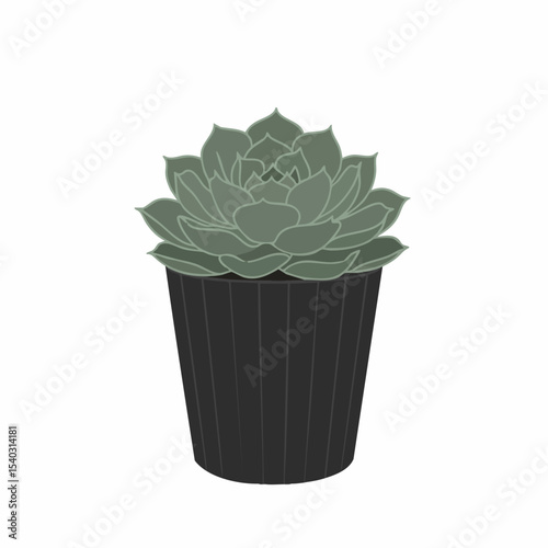 Stylized Echeveria Succulent in a Black Ribbed Pot, Isolated Illustration