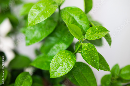 Green Plant Water Droplets Foliage