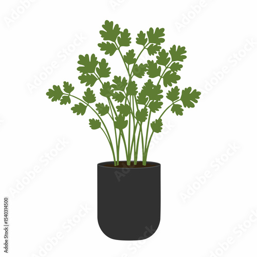 Lush Cilantro Plant in Dark Pot, Vibrant Green Foliage