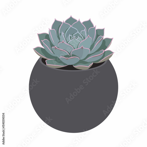 Echeveria Succulent in a Dark Gray Round Pot