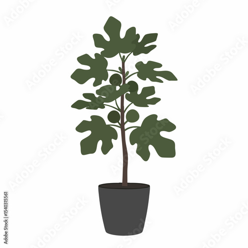 Potted fig tree with dark green leaves and unripe figs in a gray pot
