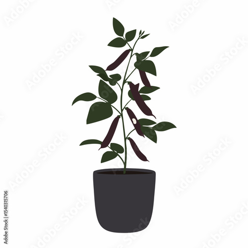 Stylized Hyacinth Bean Plant with Dark Purple Pods in a Gray Pot