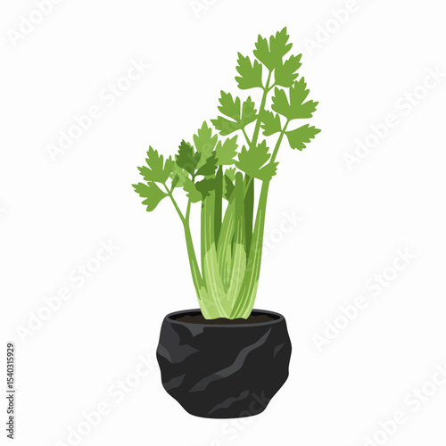 Fresh Celery Plant Growing in a Black Textured Pot, Isolated.