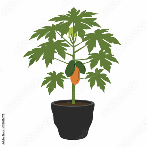 Potted papaya plant with ripening fruit and star-shaped leaves, isolated.