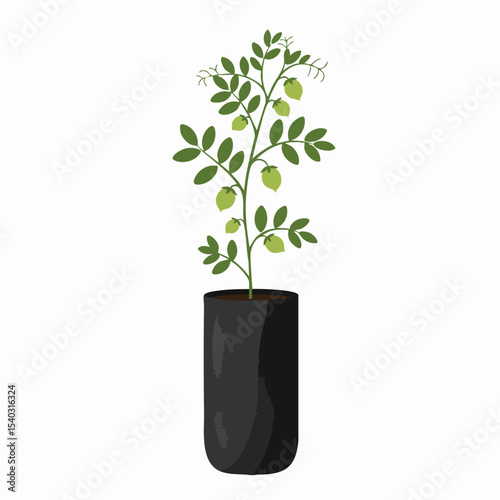 Chickpea Plant Growing in Black Grow Bag
