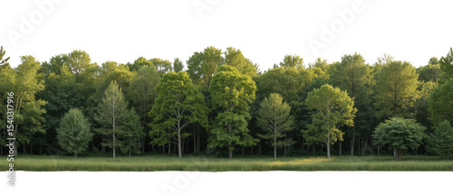 Lush green trees line serene landscape, showcasing variety of foliage and textures, creating peaceful and inviting atmosphere