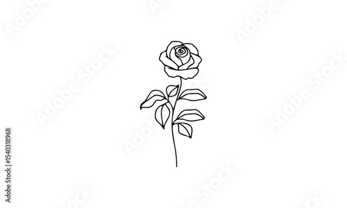 hand drawn rose