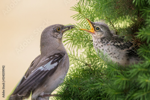 Northern Mockingbird feeds a fledgling in a bush.