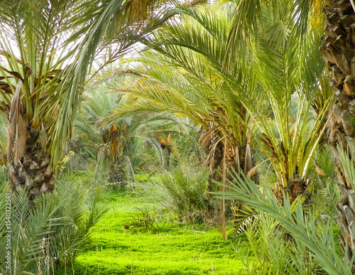 Date palm forest landscape.