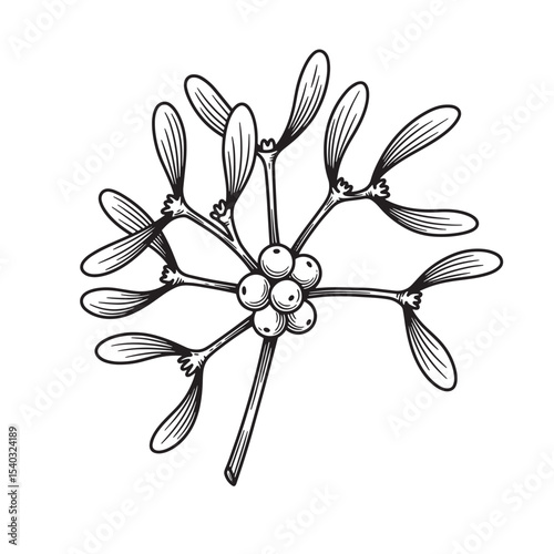 Elegant hand drawn mistletoe branch perfect for christmas and winter holiday designs vintage art silhouette