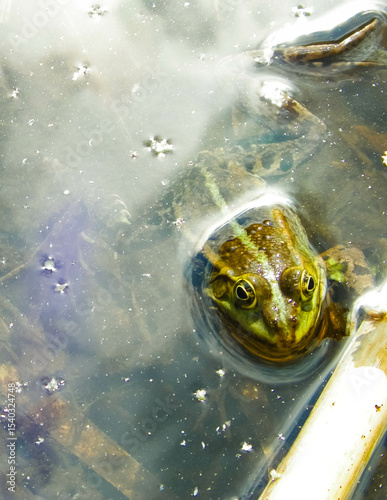 Frog in a pond. Wild animal in its natural habitat.