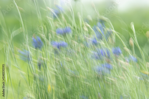 Blue cornflowers blowing in the wind with motion blur on a summer day in Iowa. 