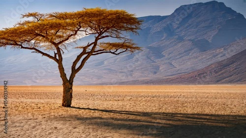 Lone Yellow Tree in Arid Landscape Under Wide Sky