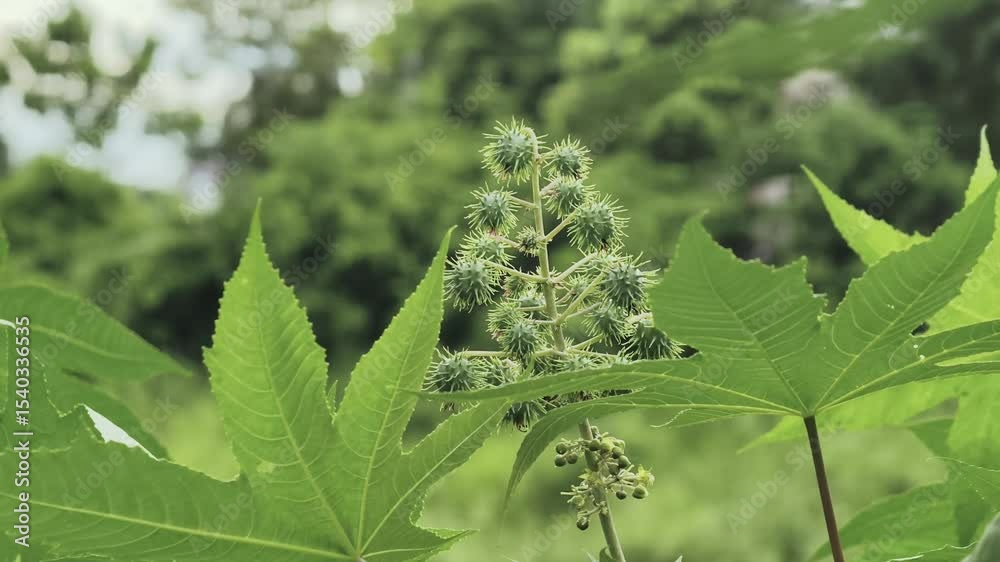 castor bean or castor oil plant	