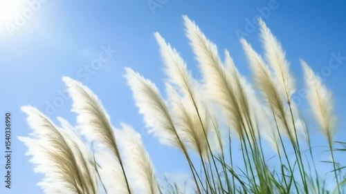 Pampas Grass with Sunny Sky, and Nature.
